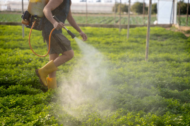 Best Local Pest Control Services  in West Modesto, CA