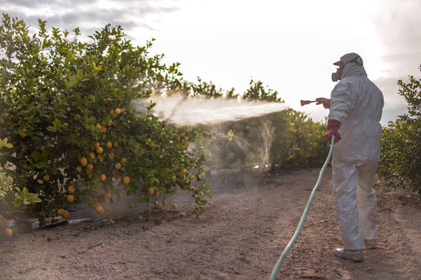 Best Affordable Pest Control Services  in West Modesto, CA