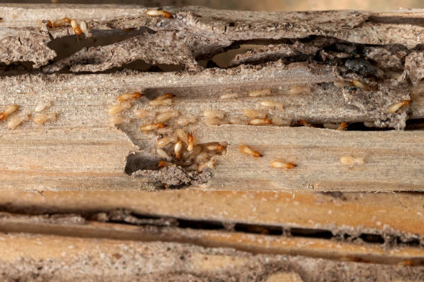 Best Pest Inspection Near Me  in West Modesto, CA